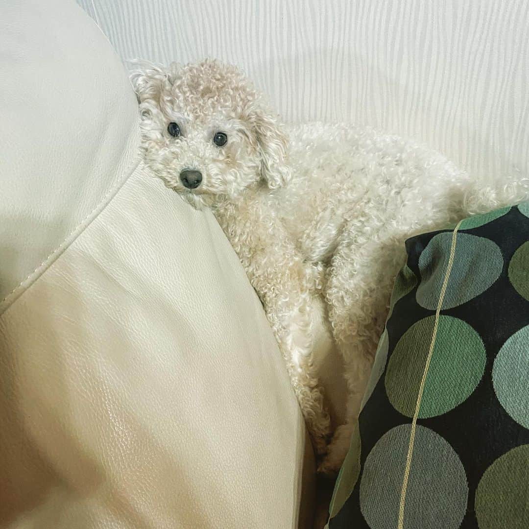 Giriboyのインスタグラム：「쇼미더머니하지마 나랑놀아 ㅜ」