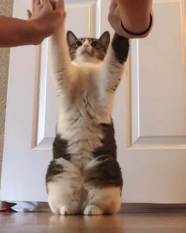 のインスタグラム：「High Ten⠀ ⠀ 🎥@luna_themittenpaws⠀ ⠀ #meowed #lunathemittenpaws #smartkitty #clever #treats」
