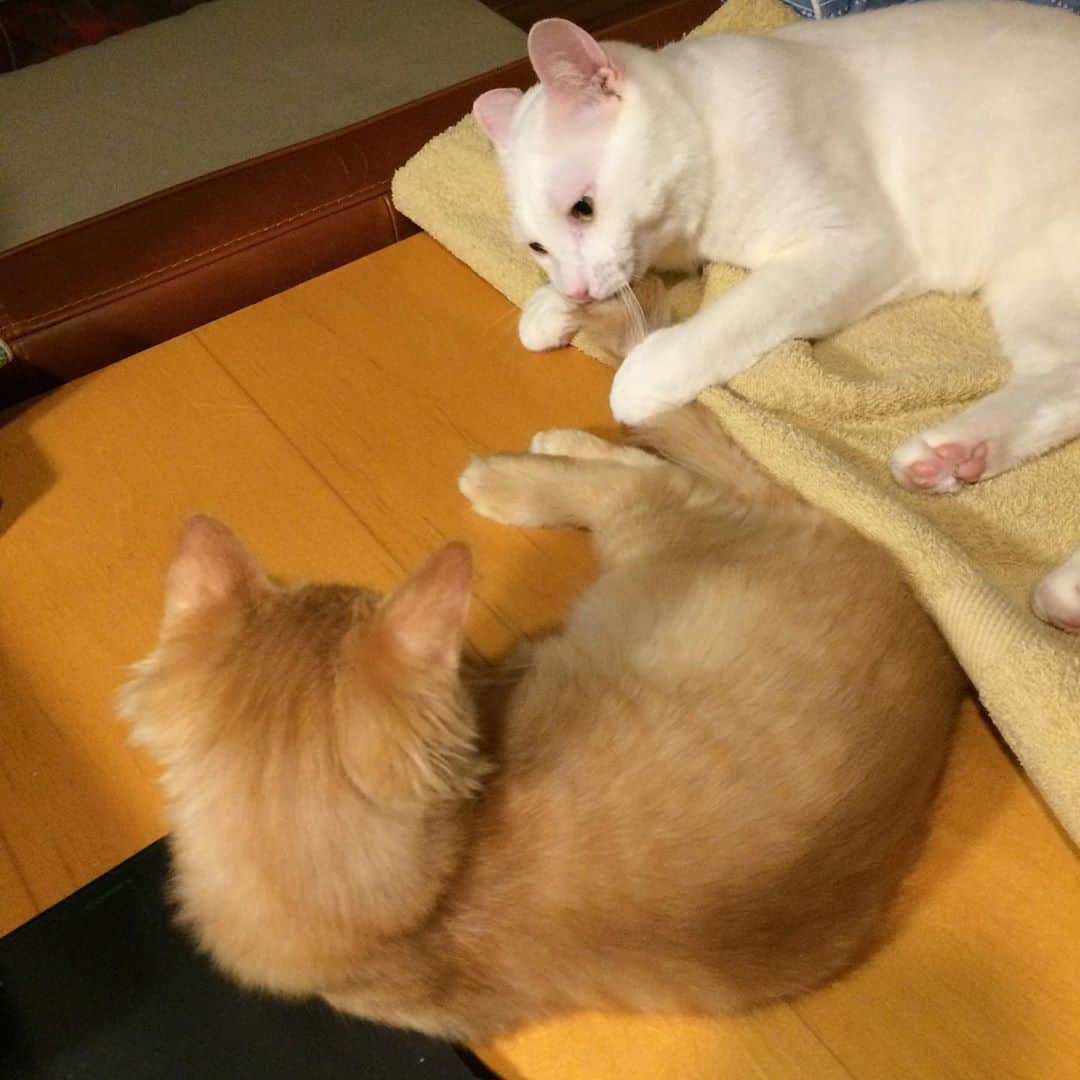 岡田屋鉄蔵のインスタグラム：「愛が溢れ過ぎて弟の尻尾をしゃぶしゃぶするナブさん。」