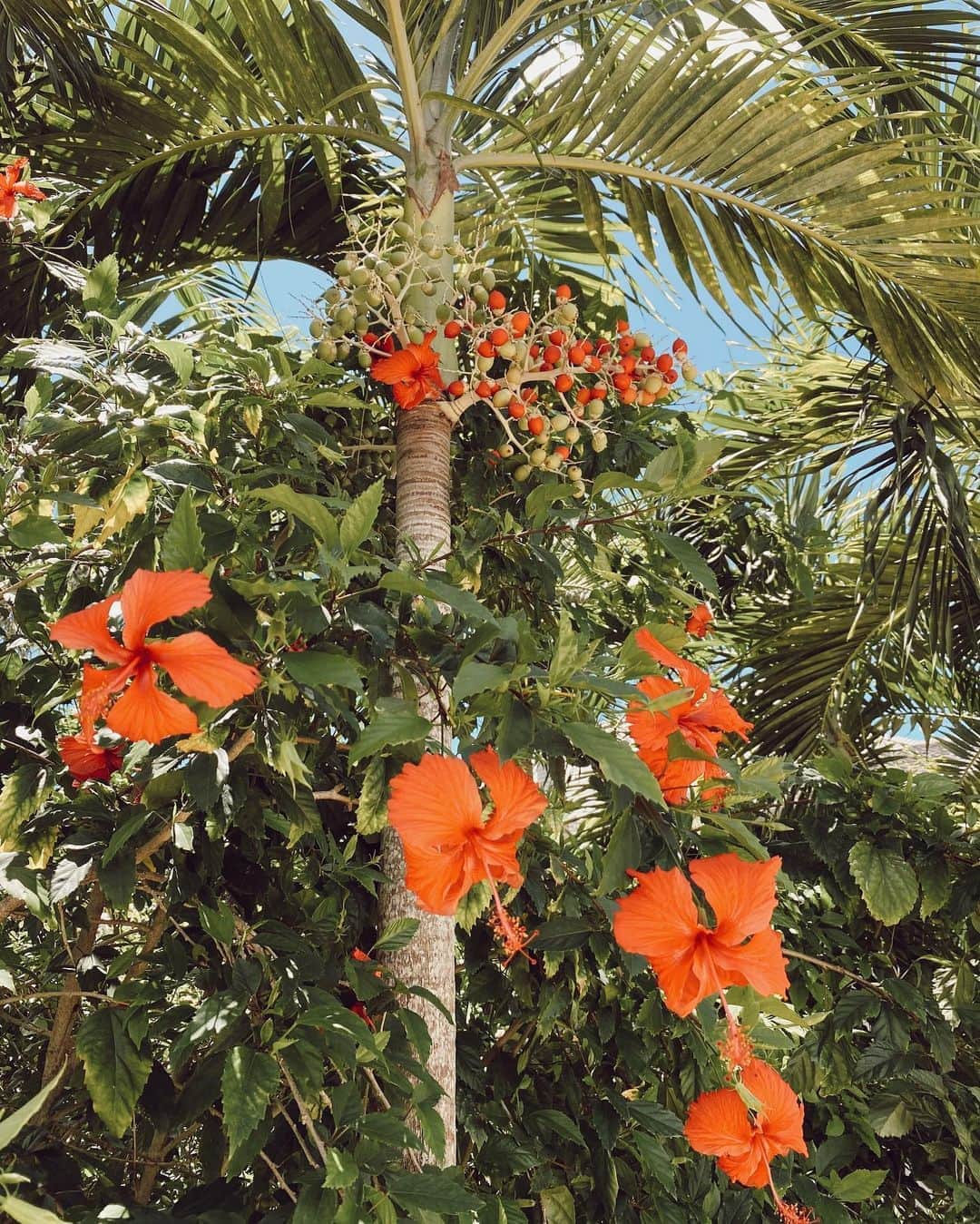 のインスタグラム：「Everything blooms in its own time 🌺」