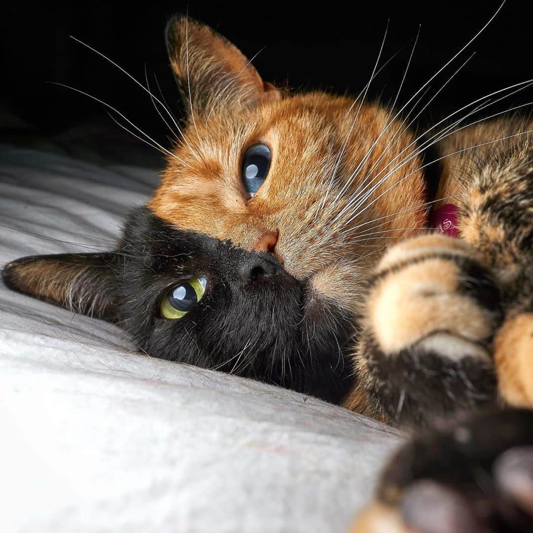Venus Cat さんのインスタグラム写真 - (Venus Cat Instagram)「#fbf Happy Friday everyone! 😺」8月29日 2時42分 - venustwofacecat