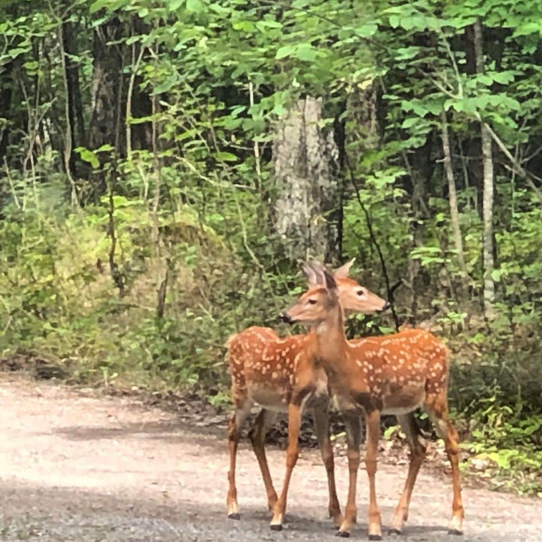 ブライアン・オーサーのインスタグラム：「#siblingdeer」