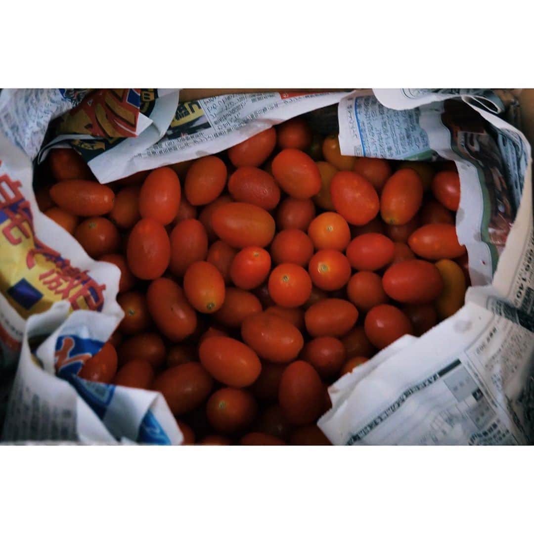 eriさんのインスタグラム写真 - (eriInstagram)「無農薬のトマト届いた🍅🍅🍅トマトの缶詰を買うのを控えるため、夏の間の元気なトマトでトマトソース作り置きしておこうという魂胆。　#菜食手帖　#プラフリーとローウェイスト楽しむライフ 🍅🍅🍅🍅🍅🍅🍅🍅🍅🍅🍅🍅🍅🍅　#私的菜食手帖」8月29日 9時21分 - e_r_i_e_r_i