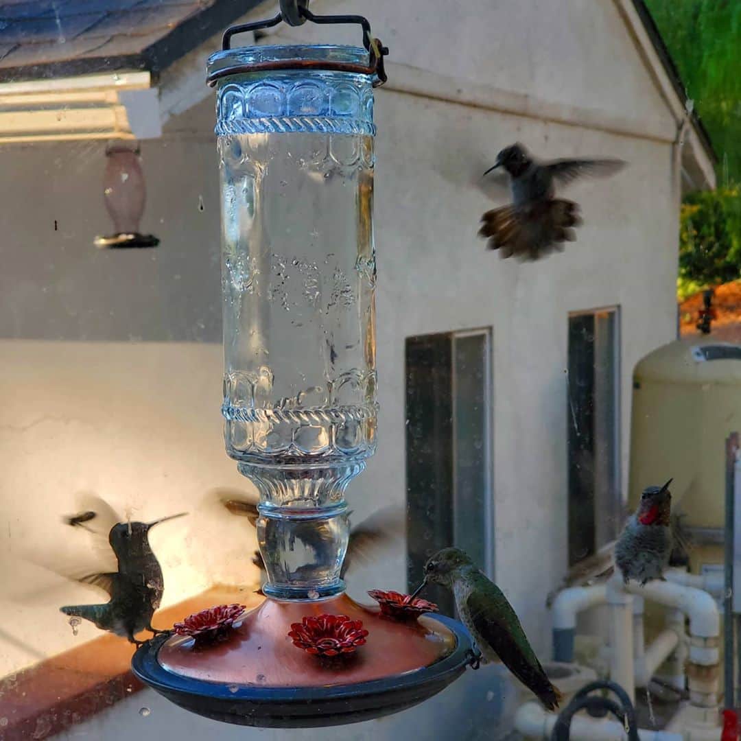 ガソリングラマーさんのインスタグラム写真 - (ガソリングラマーInstagram)「Crazy hummingbird morning 5 dudes #HUMMINGBIRD #hummingbirds #HUMMINGBIRDEMPIRE #ilovehummungbirds #HUMMINGBIRDMAFIA #shadowhills #THANKYOU #thankful #grateful #hummingbird #rubythroatedhummingbird 🦄🥰 #annashummingbird pink head #rufoushummingbird bronze James bond」8月29日 4時04分 - gasolineglamour