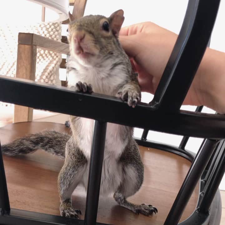 Jillのインスタグラム：「Back rubs for the angel dove.⁣⁣ ⁣⁣ ⁣⁣ ⁣⁣ ⁣ #petsquirrel #squirrel #squirrels #squirrellove #squirrellife #squirrelsofig #squirrelsofinstagram #easterngreysquirrel #easterngraysquirrel #ilovesquirrels #petsofinstagram #jillthesquirrel #thisgirlisasquirrel #standingsquirrel」