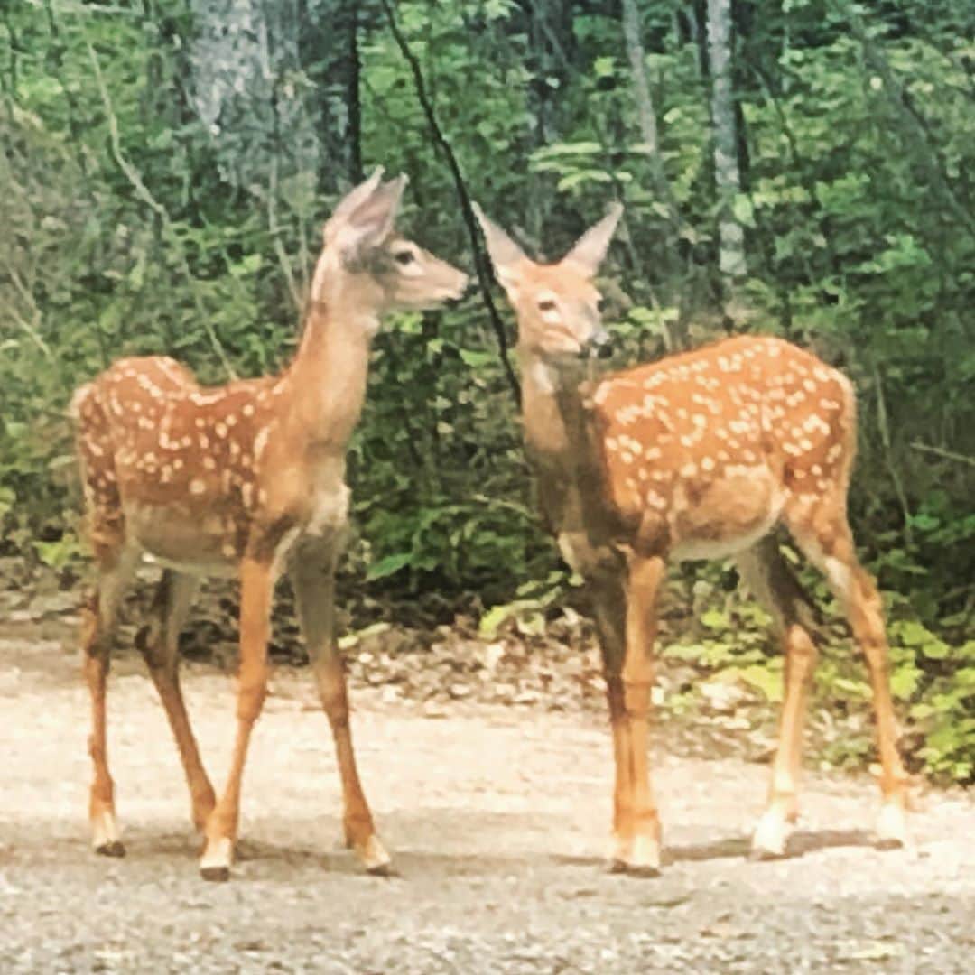 ブライアン・オーサーのインスタグラム：「I never repeat gossip.... so listen carefully!!!! Loving my week off at the cottage #muskokalakes」