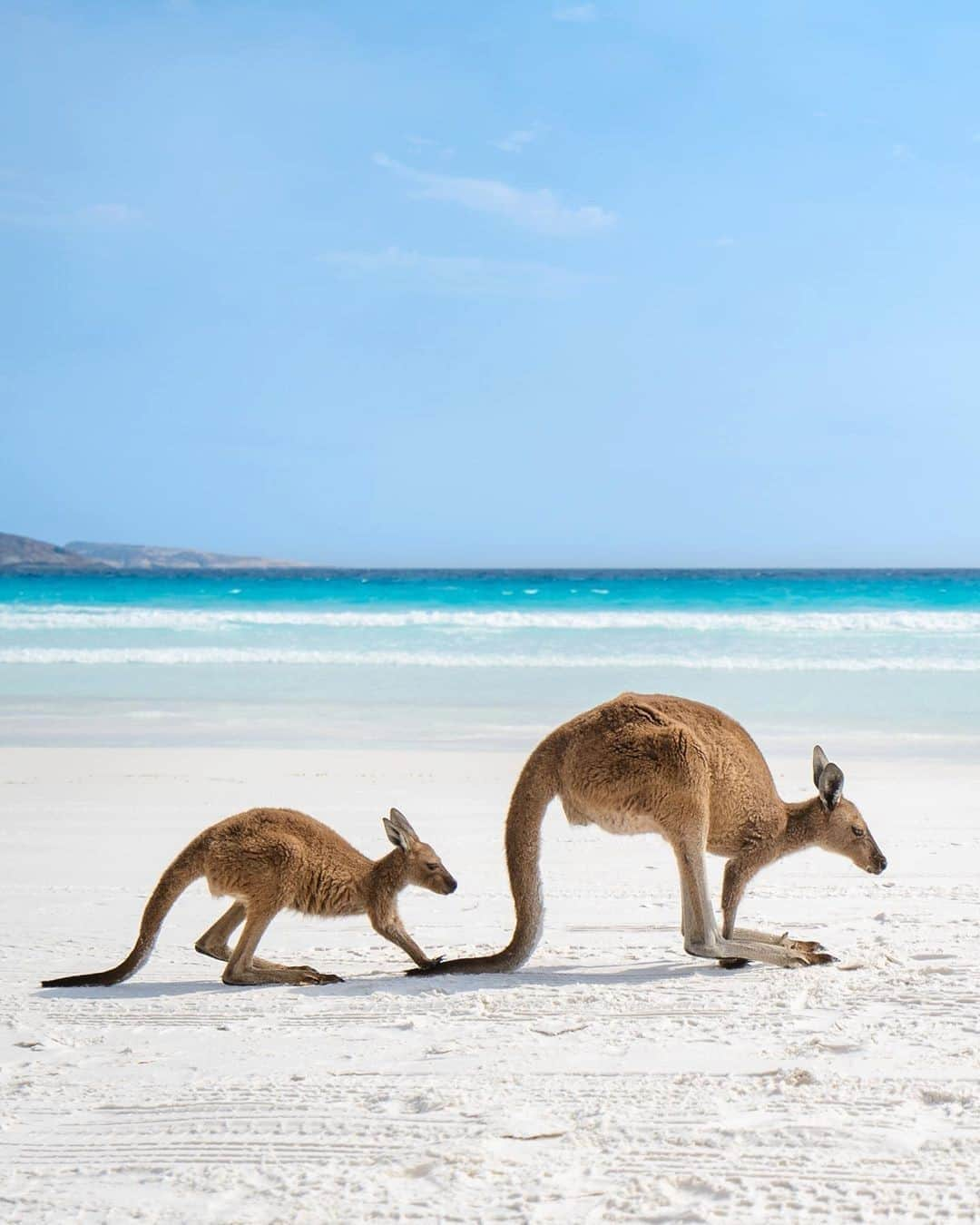 Australiaさんのインスタグラム写真 - (AustraliaInstagram)「Conditions are lining up for a lovely weekend in @westernaustralia 🦘🦘 @ospreycreative is no stranger to the soft sands and friendly #kangaroos of #LuckyBay in @visitesperance. It’s easy to see why this heavenly part of @australiasgoldenoutback is a favourite with West Aussies, especially during the warmer months. Could be time to start planning a #Nullarbor road trip… hop to it! #seeaustralia #thisiswa #wanderoutyonder #goldenoutback #visitesperance」8月29日 5時00分 - australia