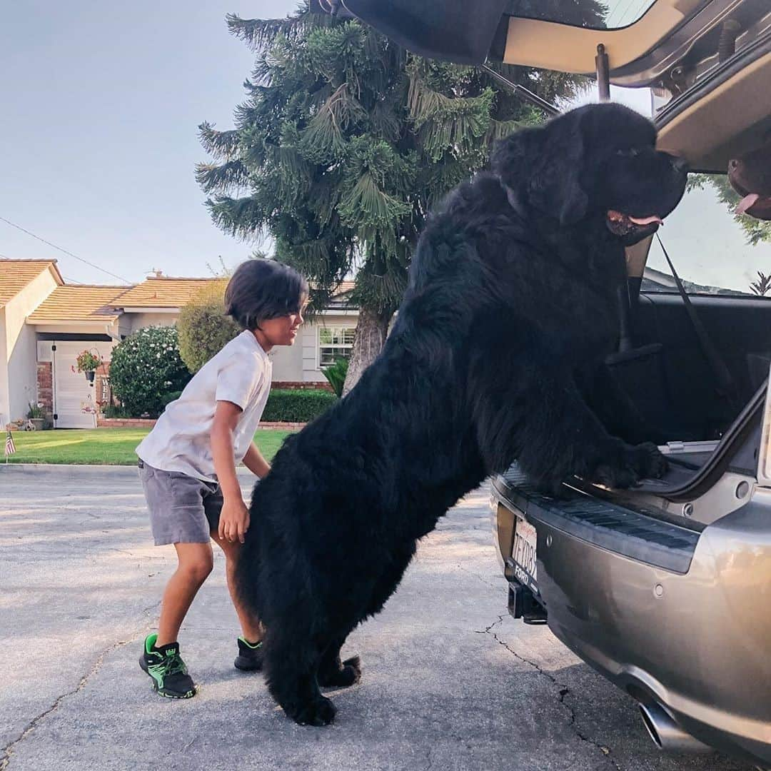 9GAGさんのインスタグラム写真 - (9GAGInstagram)「Come on little hooman gib me a lift!⠀ Follow @barked for more cute dogs!⠀ -⠀ 📷 @ralphie_the_newf_and_the_boss⠀ -⠀ #barked #NewfoundlandDog #Newfie #9gag」8月29日 6時00分 - 9gag