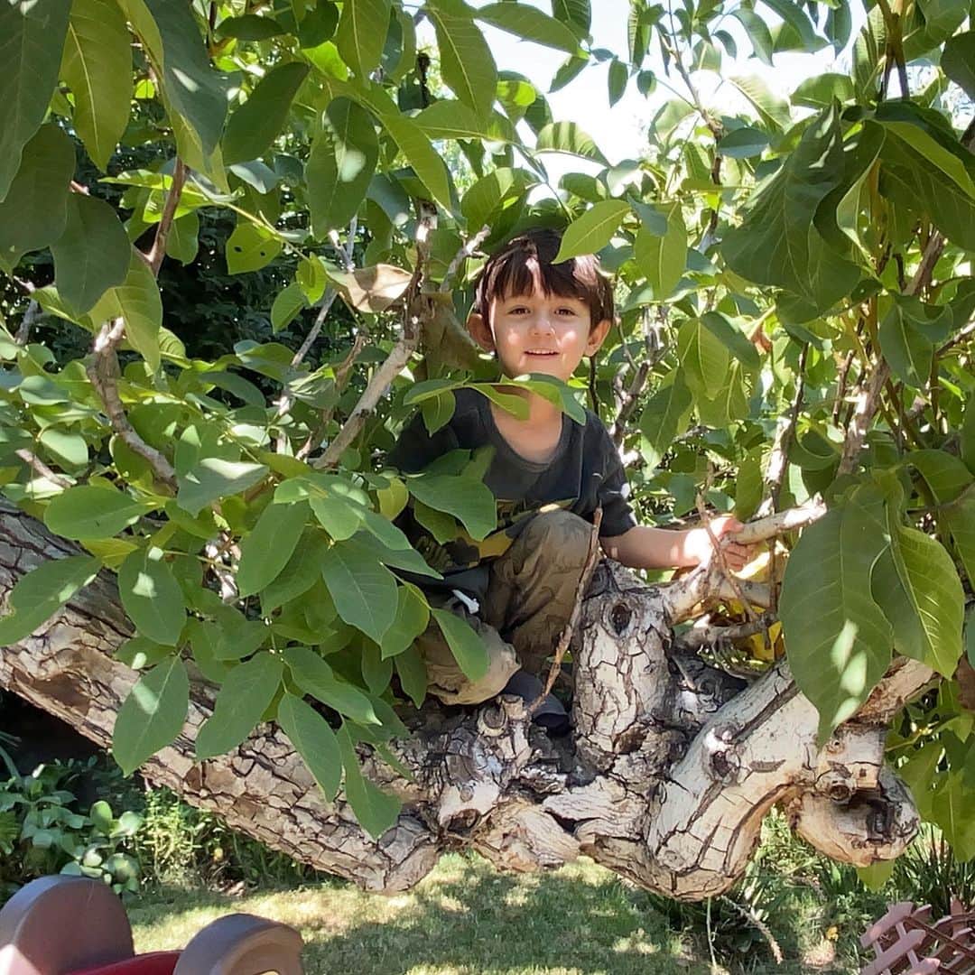フリーディアのインスタグラム：「🧿🧿 where did he go? Little E makes everyday so much better ❤️ Happy Friday ya’ll!! #friday #friyay #love #monkey #treeclimber #toddler #treeclimbing  何処にいるか分かるかな？ Eがいるろ毎日が楽しい〜❤️ やっと金曜日だぁー！」