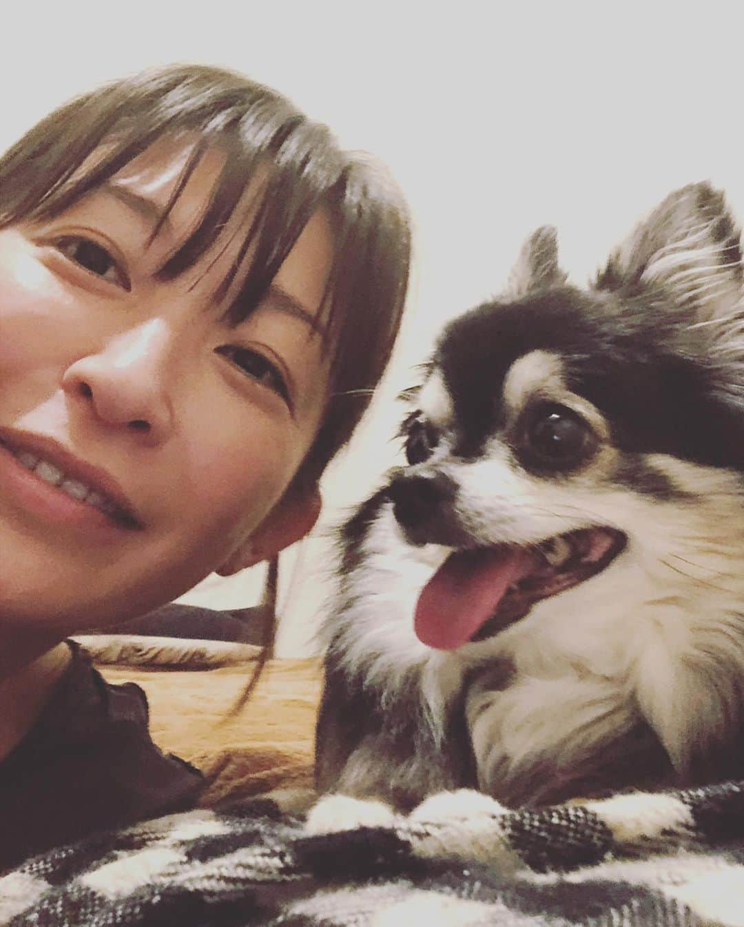 小野真弓さんのインスタグラム写真 - (小野真弓Instagram)「おはようございます^ ^ 朝晩涼しくすっかり秋、、🍃と思いきや、 しぶとい夏🌺🌞 今日も、厳しい暑さになりそう🏝 色々と引き続き注意しながら、、良い週末を〜(о´∀`о)😷 #収録衣装#楽屋にて#仕事モード#家モード #チワワ#ハナちゃん #チワマル#ハルくん #夏の終わり#今朝の収穫#家庭菜園#ナス#トマト#万願寺とうがらし#ししとう#いぬばか部 #ピーマン#いぬすたぐらむ #犬のいる暮らし#千葉暮らし#田舎暮らし あさんぽ完了ご機嫌ハナハル🐶🐶 ハルくん、尻尾ふりふりかまって光線👀✨」8月29日 6時59分 - hanaharuaroi