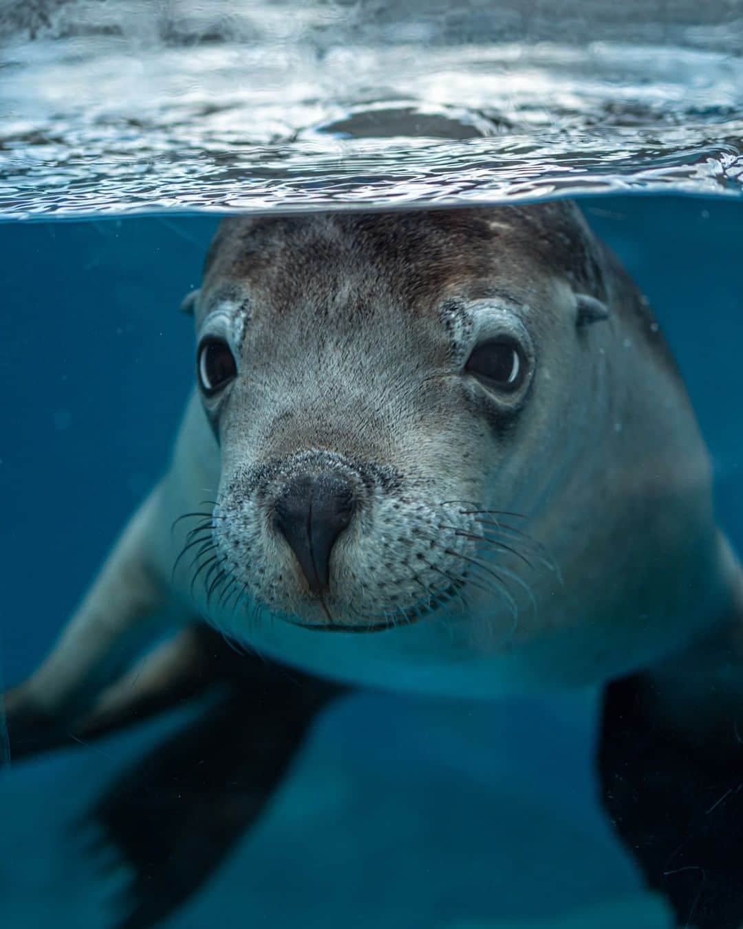 タロンガ動物園さんのインスタグラム写真 - (タロンガ動物園Instagram)「Hello world, this is me 🌏  Thankyou! @missbcreative for capturing this incredible shot of our Australian sea lion pup Torre!   #australia #seeaustralia #tarongazoo #tarongazoosydney #aussie #aussieanimals #cute #sealion #pup #visitnsw #forthewild #visitnsw #australia #sydney #beautifuldestinations #sydneygems #ig_australia_ #earthfocus #loveNSW #NewSouthWales #magicalmoments #tripmoments #visitnsw #wearestillopen  @sydney @visitnsw @australia @awpcreativemedia」8月29日 7時00分 - tarongazoo