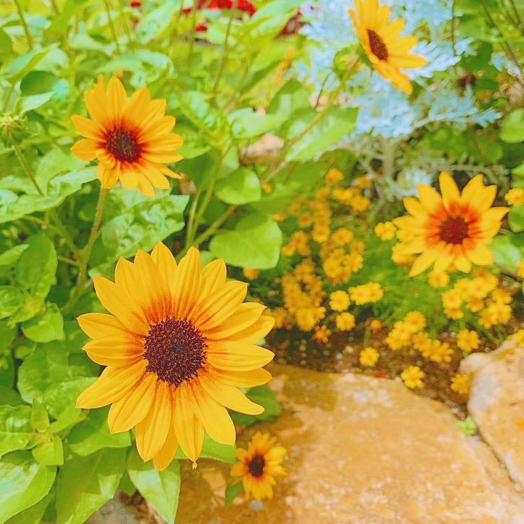 関根ささらのグルメインスタ