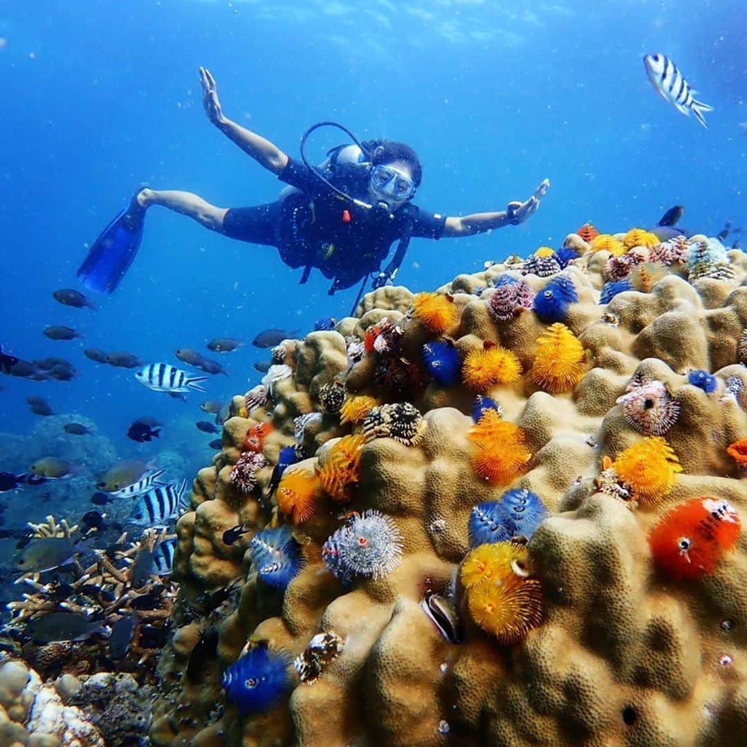 タイ国政府観光庁さんのインスタグラム写真 - (タイ国政府観光庁Instagram)「・﻿ ／﻿ 皆さま☀️﻿ サワッディー・カー🙏﻿ ＼﻿ ﻿ 今日の #thailovers は... @buddhaviewjapan さん😘﻿ ﻿ 「タオ島」の海に潜って、フォトジェニックな写真をパチリ📸✨﻿ ﻿ サンゴ礁にくっついている生き物は「クリスマスツリー・ワーム」と言う多毛類の動物❗️ 名前の通りクリスマスツリーのようにカラフルな色合いが魅力です🎄✨タオ島の海ではこのような「クリスマスツリー・ワーム」がたくさん見られます💕﻿ ﻿ あなたもタオ島で、ダイビングデビューしてみませんか😉❓﻿ ﻿ 📷 @buddhaviewjapan﻿ 📍 タオ島﻿ ﻿ ・・・・・・・﻿ ［タイ好き（THAI LOVERS）な皆さんの写真を大募集🇹🇭💕］﻿ ﻿ ハッシュタグ #thailovers をつけて、タイで撮影した写真を投稿すると、こちらでご紹介させて頂くことがあります🐥﻿ ﻿ 皆様からの投稿をお待ちしています‼️﻿ ﻿ #repost #タイ #タオ島 #クリスマスツリーワーム #ダイビング好きな人と繋がりたい #海好きな人と繋がりたい #ダイビング女子 #南の島 #秘境 #こんなタイ知らなかった #もっと知りタイ #タイ旅行 #旅好きな人と繋がりたい #旅行好きな人と繋がりたい #海外旅行  #タビジョ #thailand #kotao #diving #divingtrip #diving_photography #hiddengems #amazingthailand #thailandtravel #thailandtrip #thai #thaistagram #lovethailand」8月29日 18時03分 - amazingthailandjp