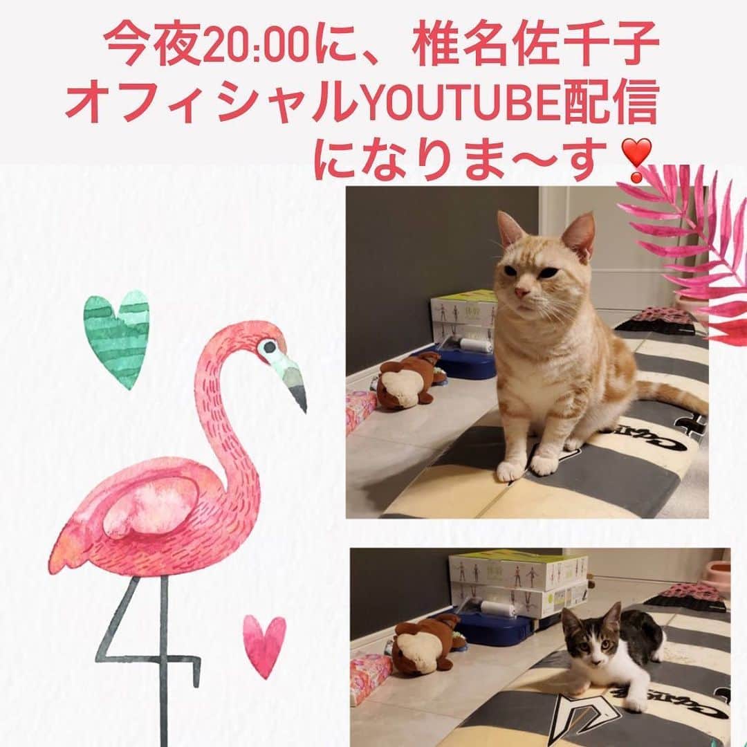 椎名佐千子のインスタグラム：「今夜20:00 椎名佐千子オフィシャルYouTubeチャンネル！配信になります♪ 見てね〜っ❣️  #今夜 #youtube  #高評価お願いします #チャンネル登録お願いします  #椎名佐千子オフィシャルYouTubeチャンネル #」