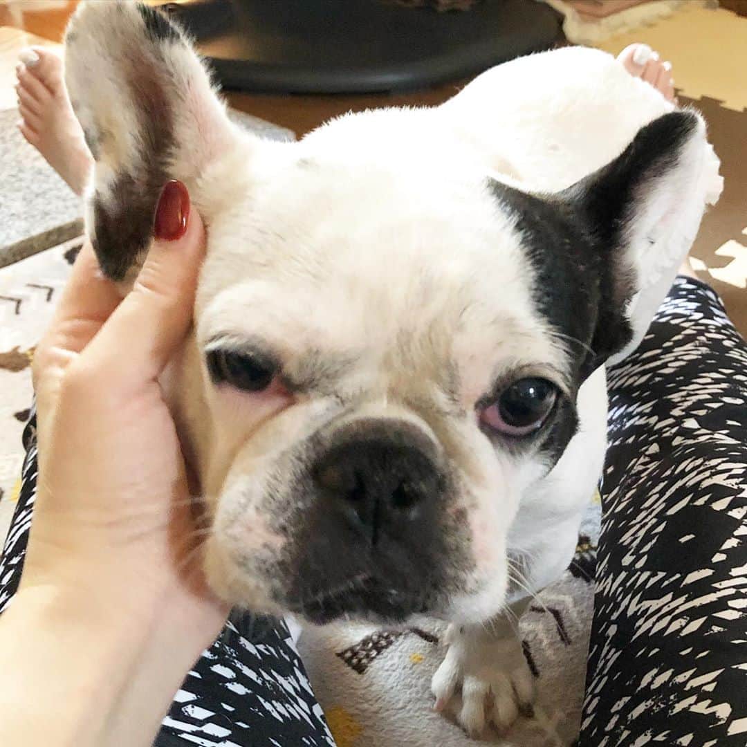 進藤やす子のインスタグラム：「✳︎ 常に「可愛がって〜」アピールを欠かさないふうちゃん🐼❤️ . . #ふうこ日記 #ふうちゃん🐼 #ふがれす卒業生 #フレンチブルドッグ #フレンチブルドッグパイド」