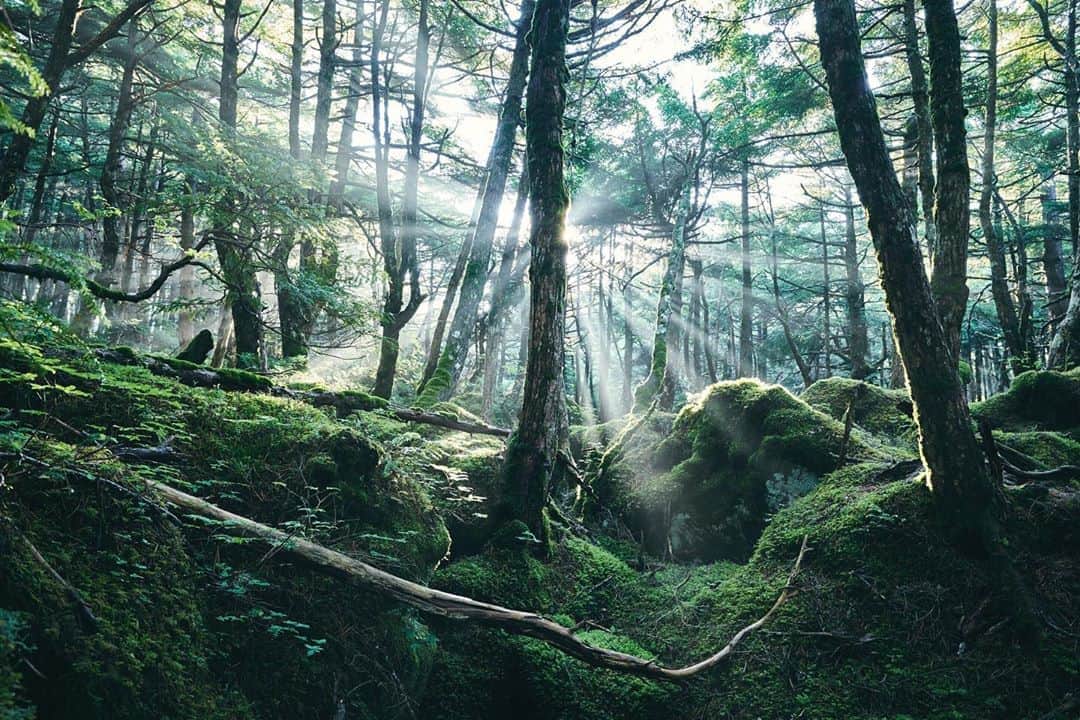 のインスタグラム：「八ヶ岳の森 📷 #山スタグラム #登山 #山 #山登り #outdoor #hiking #mountains #八ヶ岳」
