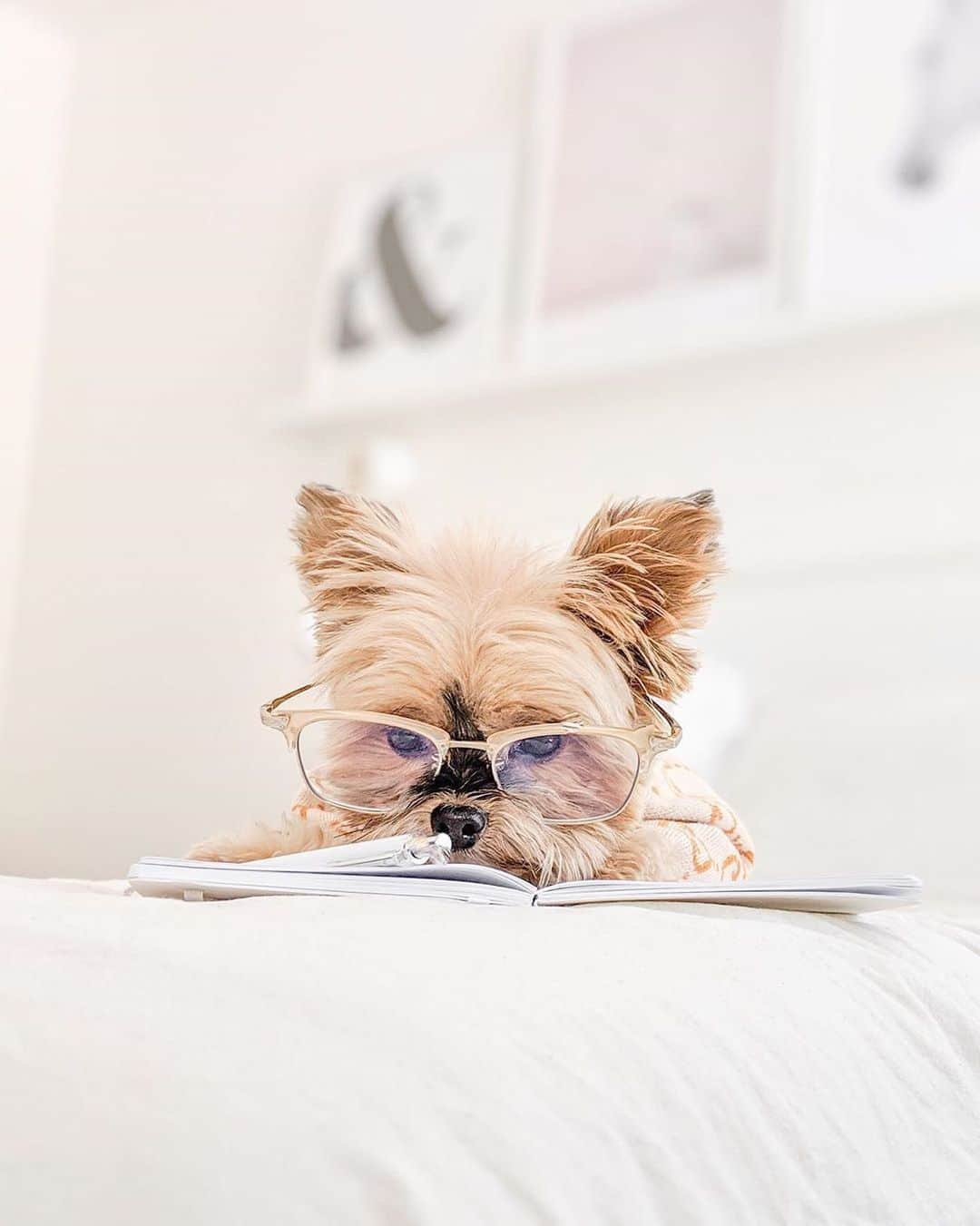 JINSさんのインスタグラム写真 - (JINSInstagram)「If only we could look half as good studying, as @duckytheyorkie 😍 Use code: BTS15 to get $15 off any frames you pick until 9/3! We're all spending double the amount of time staring at screens during these trying times, whether working from home or taking virutal classes. For a limited time, get free Blue Light Lens Upgrades by selecting JINS SCREEN lens option before checkout!   Shop now: jins.life/bluelightglasses」8月29日 9時43分 - jins.usa