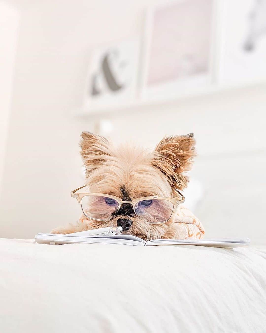 のインスタグラム：「If only we could look half as good studying, as @duckytheyorkie 😍 Use code: BTS15 to get $15 off any frames you pick until 9/3! We're all spending double the amount of time staring at screens during these trying times, whether working from home or taking virutal classes. For a limited time, get free Blue Light Lens Upgrades by selecting JINS SCREEN lens option before checkout!   Shop now: jins.life/bluelightglasses」