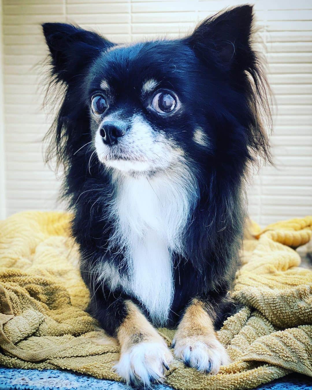 マサイのインスタグラム：「モデル犬」