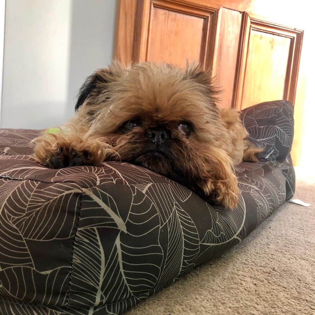 Digby & Aloのインスタグラム：「Weekends were made for napping.」