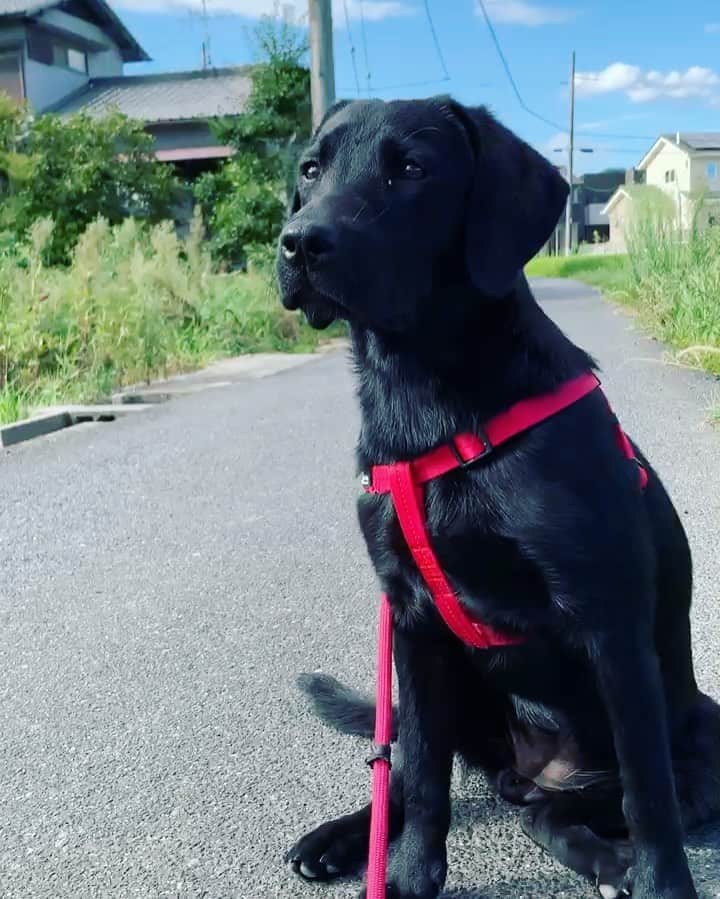 のインスタグラム：「花ちゃん 19.5kgになってました😳  #黒ラブラドール #ラブラドールのいる暮らし #ラブラドール #大型犬のいる生活  #7ケ月 #パピー」