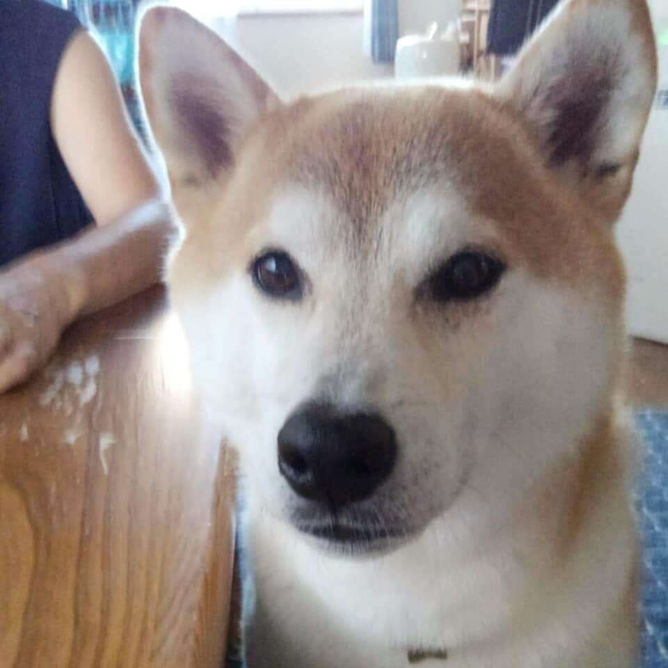 柴犬⭐️サスケのインスタグラム：「こんにちわん #アイス催促#きっとあげたんだろうな#太る一方#犬ら部#犬のいる暮らし#柴犬#赤柴#わんだフォ #ふわもこ部 #pecoいぬ部 #shibagram #shibastagram #🐶#🐶📷」