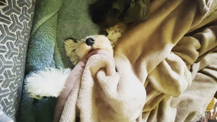 のインスタグラム：「. Weekend vibes 🐶  #mutsulannsora」