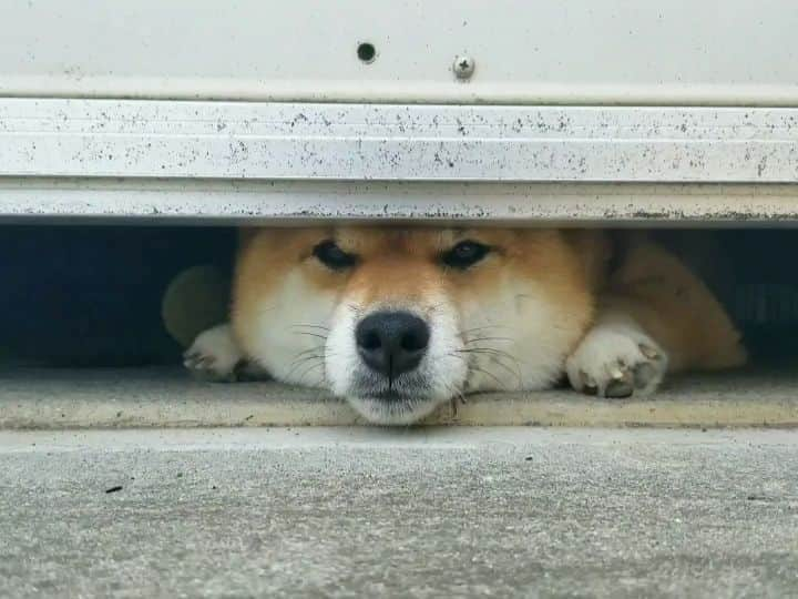 柴犬たま Shibainu Tamaのインスタグラム