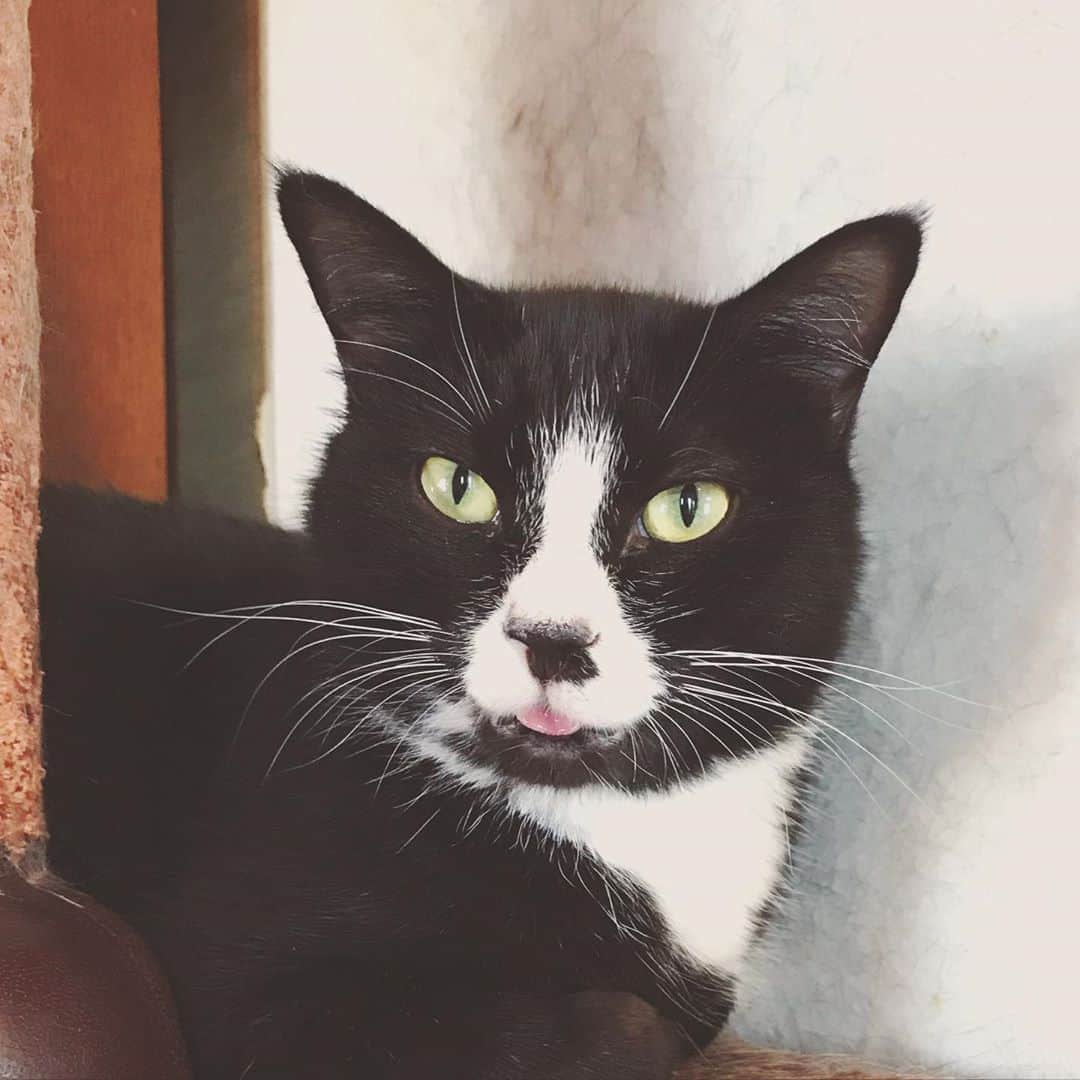 もじゃころのインスタグラム：「今日のニンッ👅  #鼻にんにく黒コロ」