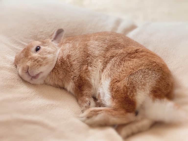 ラン?さんのインスタグラム写真 - (ラン?Instagram)「まったり休日♡ モフる？(っ´ω｀c)💕💕 ☆ 今日も暑いね～(´ᆺ`))💦 ランはクーラーの風が気持ち良く当たる所でお昼寝( ⁎ᵕᴗᵕ⁎ )…zzZ ☆  #うさぎ #ネザーランドドワーフ #rabbit #bunny #bunnystagram  #rabbitstagram  #cute  #かわいい #ふわもこ部  #もふもふ  #zip写真部  #アニマル写真部 #instagramjapan #netherlanddwarf #うさぎと暮らす  #うさぎのいる暮らし #癒し #kawaii #ランちゃん  2020.08.29」8月29日 11時24分 - mofumofuusako