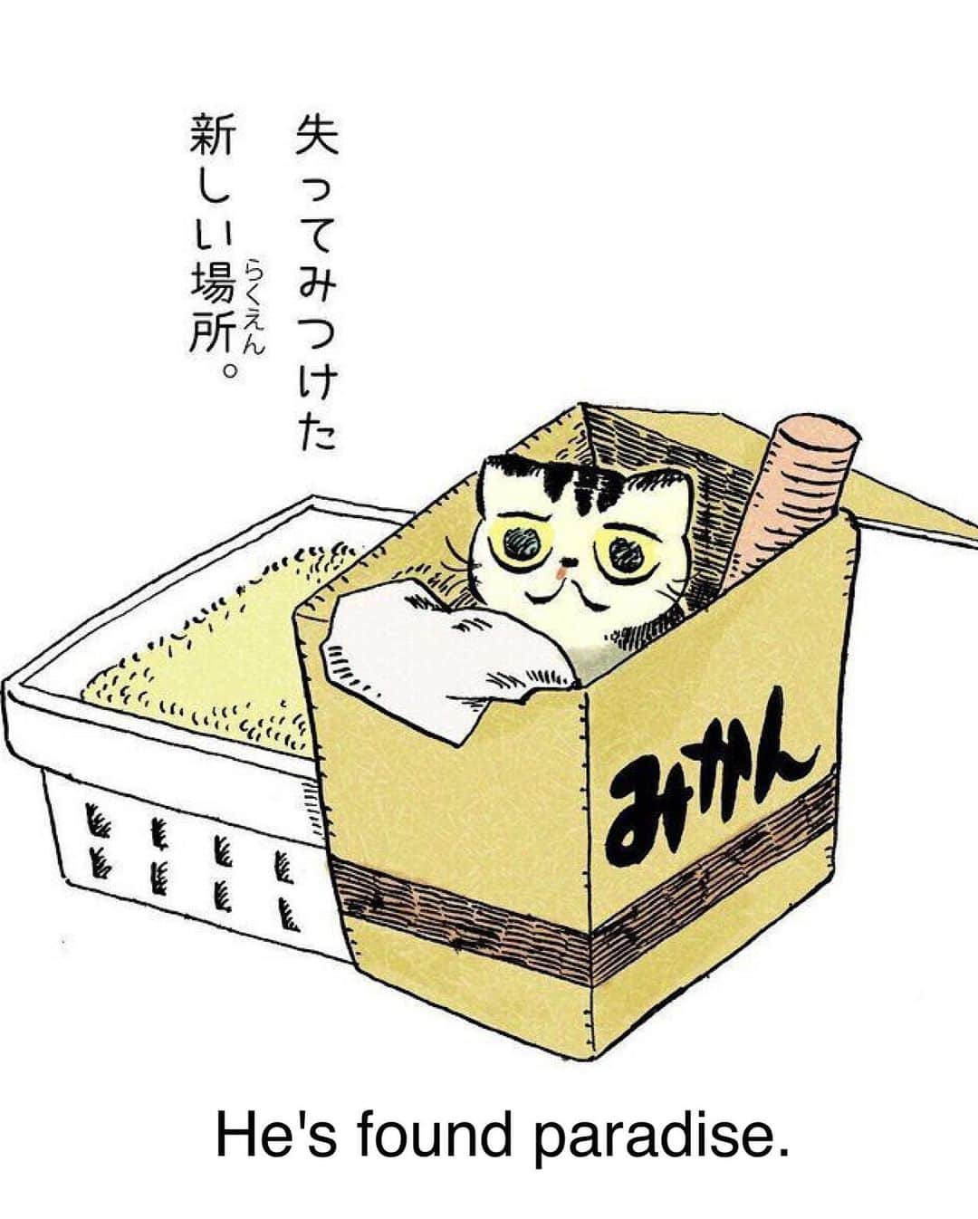 Shishi-maruさんのインスタグラム写真 - (Shishi-maruInstagram)「🐱ねこのきもちWEBMAGAZINE にて、猫エッセイが更新されました。今回はししまるの鼻血など3つの小話をお送りします。 アプリ版・Youtubeもありますので是非。 お楽しみください。  【渋ネコししまるさん】#62 ｜ねこのきもちWEB MAGAZINE  https://cat.benesse.ne.jp/lovecat/content/?id=77636  🐱My essay about Shishi-maru is serialized in a weekly magazine:)」8月29日 11時26分 - emonemon