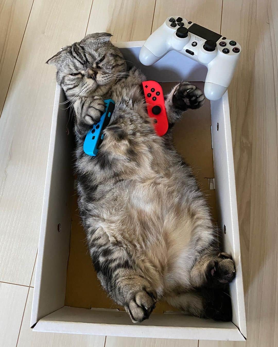 Shishi-maruのインスタグラム：「🐱ねこのきもちWEBMAGAZINE にて、猫エッセイが更新されました。今回はししまるの鼻血など3つの小話をお送りします。 アプリ版・Youtubeもありますので是非。 お楽しみください。  【渋ネコししまるさん】#62 ｜ねこのきもちWEB MAGAZINE  https://cat.benesse.ne.jp/lovecat/content/?id=77636  🐱My essay about Shishi-maru is serialized in a weekly magazine:)」