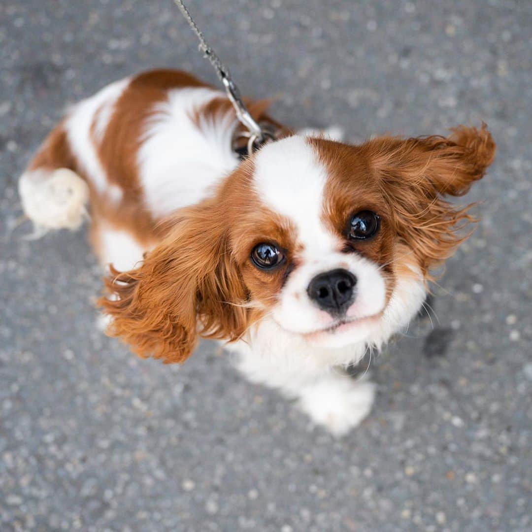 The Dogistさんのインスタグラム写真 - (The DogistInstagram)「Bowery, Cavalier King Charles Spaniel (6 m/o), 8th & 6th Ave., New York, NY • “She’s not into her own food unless you hand feed it to her.”」8月29日 11時37分 - thedogist
