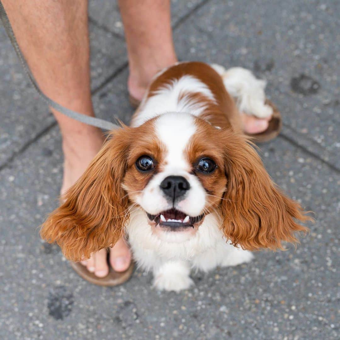 The Dogistさんのインスタグラム写真 - (The DogistInstagram)「Bowery, Cavalier King Charles Spaniel (6 m/o), 8th & 6th Ave., New York, NY • “She’s not into her own food unless you hand feed it to her.”」8月29日 11時37分 - thedogist