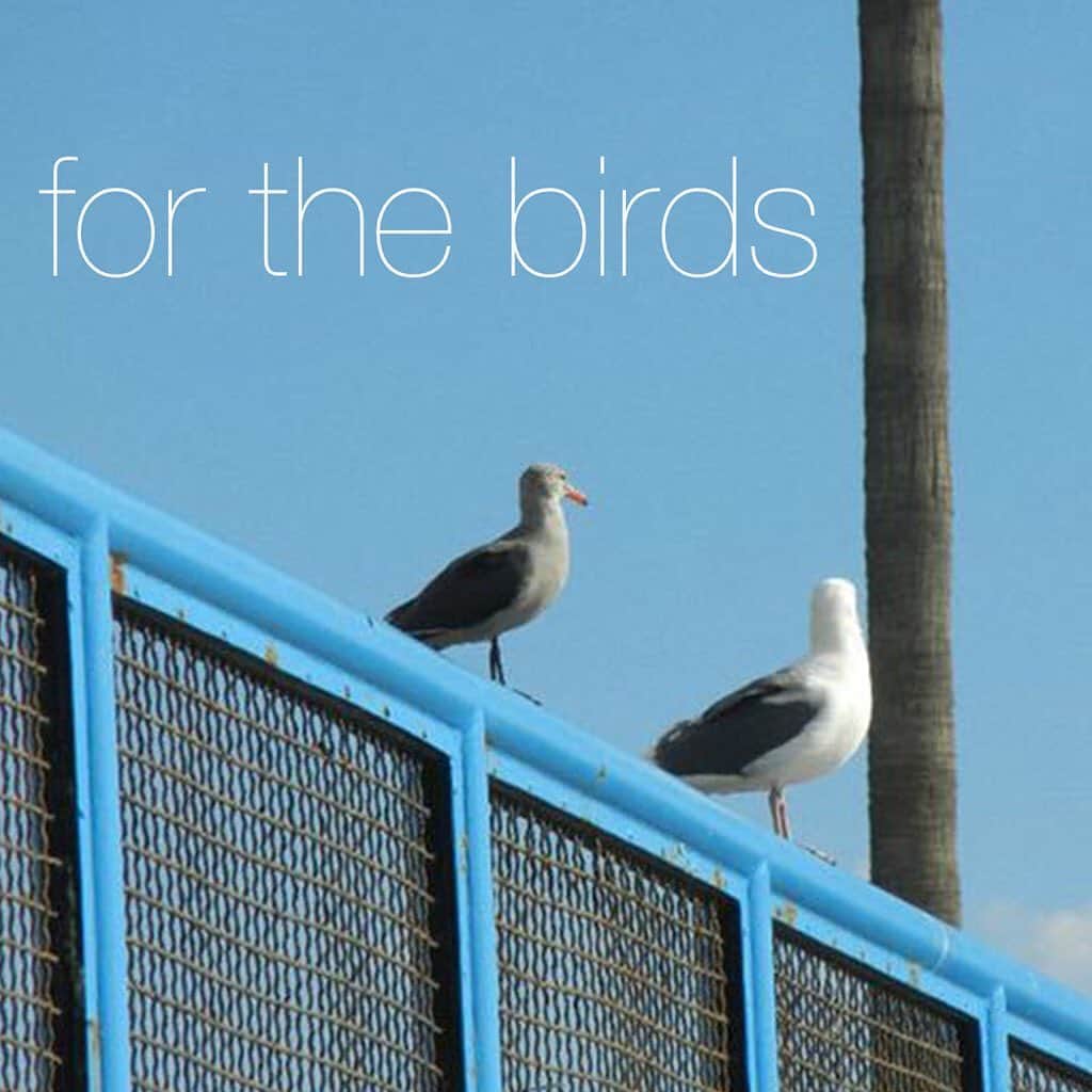 のインスタグラム：「鳥🦜の餌が種ほどのちっぽけな物であることから、”for the birds” =「くだらない・重要ではない」という意味があるんです。 “Homework is for the birds. I’m not sure why my teacher gives us so much homework 📚.” 「宿題なんてくだらないよ。先生って何でこんなに僕たちに宿題を出すんだろう😵📚」 宿題いっぱいだとやになっちゃいますよね〜😭 . #usa #america #studyabroad #livinginamerica #idioms #phrases #forthebirds #seagull #bluesky #homeworkout #school #teacher #california #アメリカ #アメリカ生活 #カリフォルニア #イディオム #フレーズ #英会話 #重要じゃないもの #宿題 #おうち時間 #stayhome #休校チャレンジ #カモメ #鳥 #動物」