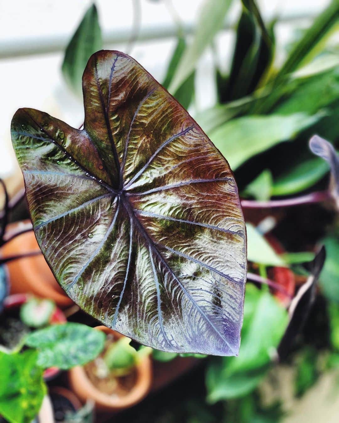 鄭碧瑩のインスタグラム：「Sandy’s #colocasiablackcoral is growing larger leaves (5 at the moment) so I’ll document this moment in case things go pear shaped in future. . . . .  #plantstagram #plantsofinstagram #houseplants #plantsmakepeoplehappy #botanical #instaplants #plants #foliage #leaf #plantflife #springintoplants #plantlady #plantpotters #crazyplantlady #houseplantclub #helloplantlover #plantshelfie #houseplantsofinstagram #houseofplantlovers #junglecollective #vsco #vscogram #vscocam #vscogrid #vscoplants #gardeningsg #urbanjunglebloggers #sgplantclub #plantnerd」