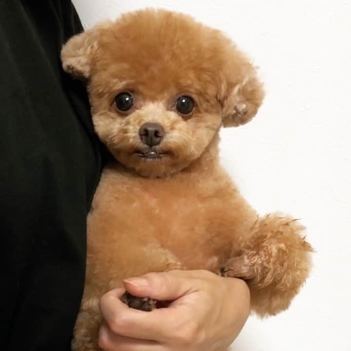 ふわのインスタグラム：「#toypoodle#toypoodlegram#dogsofinstagram#doglife#doglover#instadog#dog#fuwamama#ふわもこのふわ#ふわ#トイプードル#ふわもこ部#犬バカ部#親バカ部#犬のいる暮らし#いぬすたぐらむ#ただ抱っこされてる動画です」