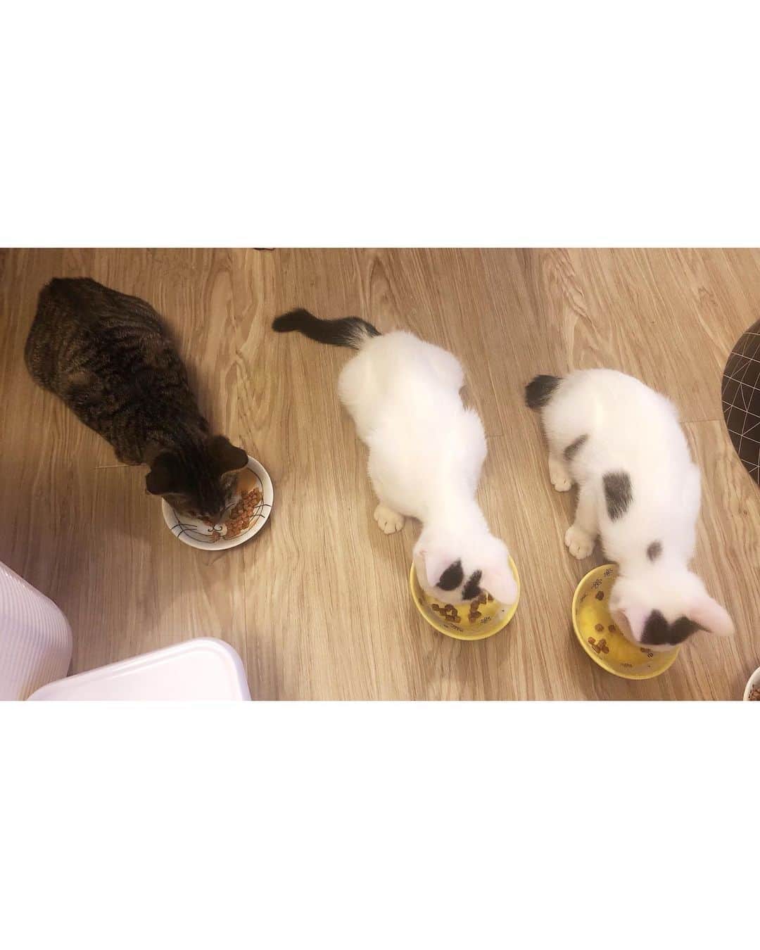 marimon0703__さんのインスタグラム写真 - (marimon0703__Instagram)「みんなに良いご縁がありますように✨🤲  #まめつぶ兄弟🐱 #保護猫くるみ🐱 #保護猫しんたろう🐱」8月29日 12時56分 - marimon0703__