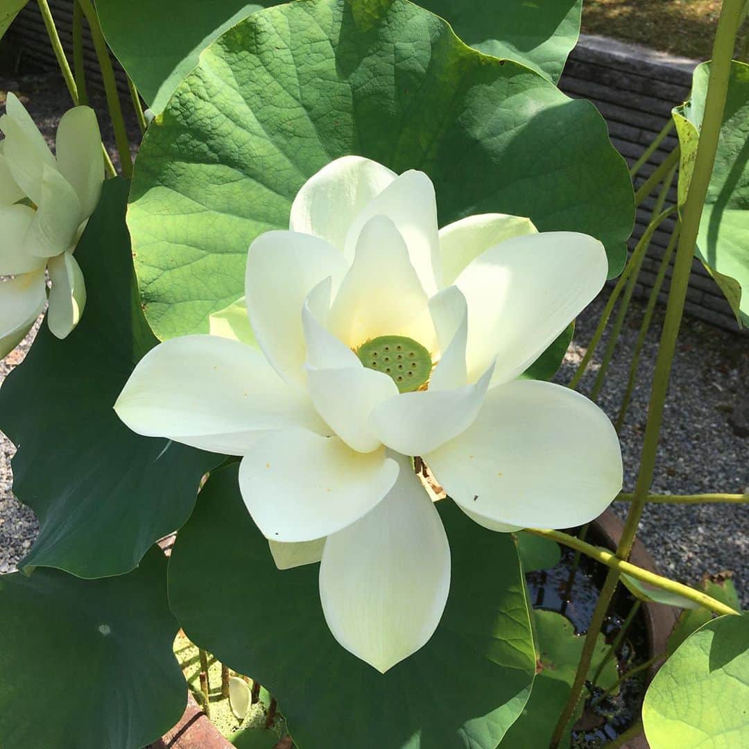 のインスタグラム：「🥉 平等院鳳凰堂へ〜  池が沸騰しとる〜🥺  目に涼しい蓮のお花とパシャりっ  #平等院鳳凰堂 #世界遺産 #蓮の花 #10円玉 #京都 #Byodointemple #worldheritage #Kyoto #Kyotojapan #rediscoverjapan」