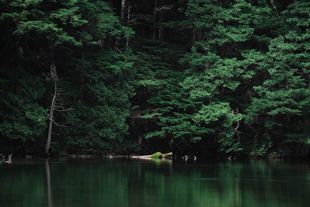 大越光貴のインスタグラム：「神降地。﻿ ﻿ 何度訪れても心が洗われる🍃﻿ ﻿ コロナ以降初めて田舎遠征したけど、地元の方が暖かく迎え入れてホッとした👍﻿ ﻿ 「東京ばかり悪者にして申し訳ないねえ。」と。﻿ ﻿ いがみ合う空気が、早くどこかへ消えて行きますように✌️🔥﻿  Camera: Nikon D850 Lens: Nikkor 70-200mm ﻿ #GREEN #CONTRAST #forest #moss #mirror #naturephotography #landscapephotography #beautifulnature #japaneselandscape #明神池 #大正池 #神降地 #上高地 #松本市 #長野 #日本の風景 #日本の絶景 #大自然 #風景写真 #夏休み #一人旅 #バックパッカー #フォトグラファー #ニコン #D850 #ファインダー越しの私の世界  #ファインダー越の風景」