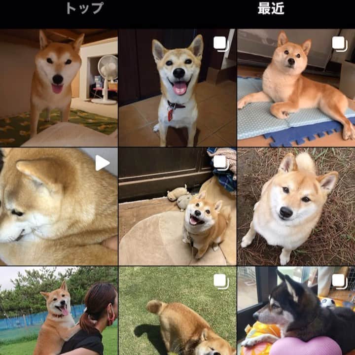 みずしな孝之のインスタグラム：「イブニングに掲載になります #うちのムーコ大好き 企画 本日いっぱいでしめきりとなります。 応募期間短めで申し訳ありませんが、 どうぞよろしくお願いします！  ・・・・・  いとしのムーコ完結記念特別企画で、 みなさまの愛するペットの写真を募ることになりました。  ①ペットの写真は犬に限らず動物ならなんでもOK！ ②ハッシュタグ「#うちのムーコ大好き」をつけ、ペットのお名前も記載してください。 ③選ばれた写真は雑誌掲載の可能性がございます。承諾いただける方のみ投稿ください。 ④掲載はイブニング20号（9／23発売）を予定。 ⑤8／29（土）23:59投稿分まで  ご応募お待ちしてます！  #うちのムーコ大好き」