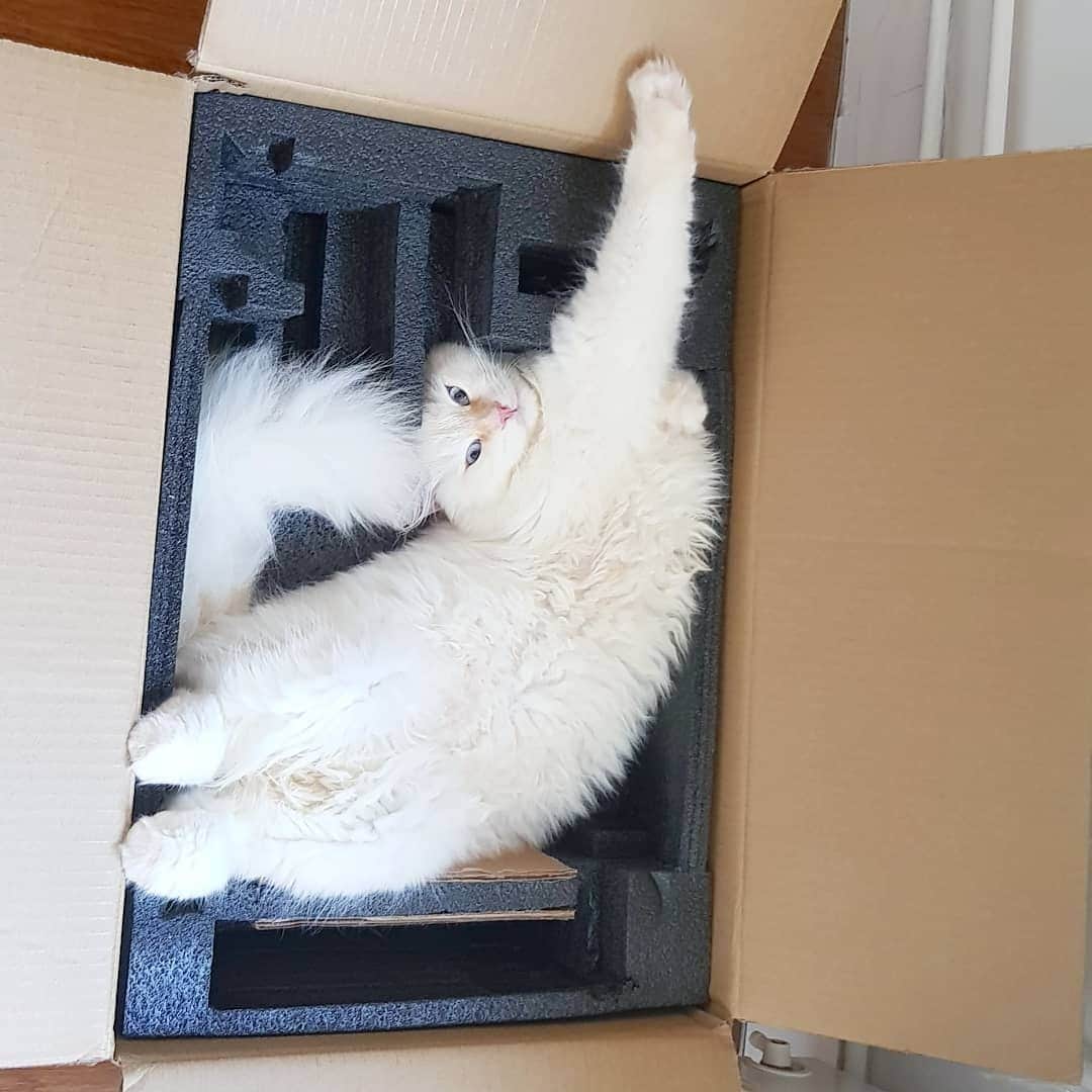 のインスタグラム：「It's time to stretch!⠀ ⠀ 📸@papouillekitten⠀ ⠀ #meowed #themeowedclub」