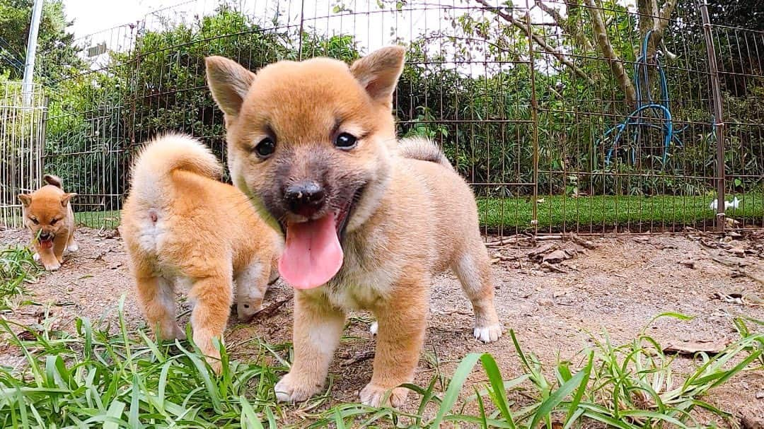 天才！志村どうぶつ園のインスタグラム