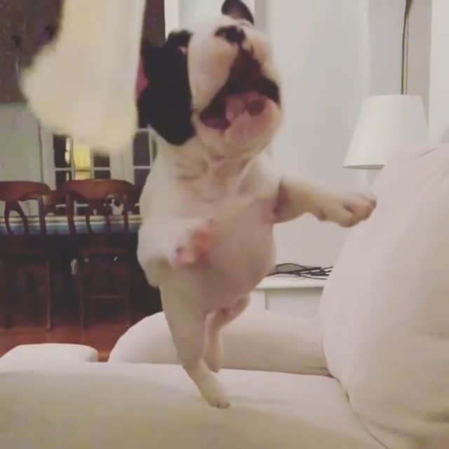 French Bulldogのインスタグラム