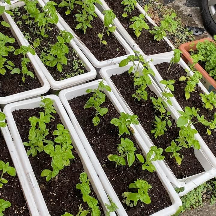 魔女菅原のグルメインスタ