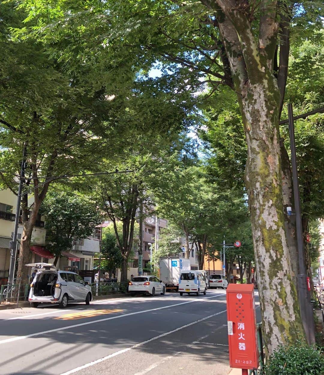 進藤やす子さんのインスタグラム写真 - (進藤やす子Instagram)「✳︎ 阿佐ヶ谷神明宮⛩と中杉通り🛣 . 高円寺に9年、阿佐ヶ谷に引っ越して早5年目に突入、どちらの街も好きだけど今の場所は近くに緑がいっぱいあるのが気に入ってます🌿🌿🌿 . . #阿佐ヶ谷 #阿佐ヶ谷神明宮 #中杉通り」8月29日 15時28分 - yasukoshindo