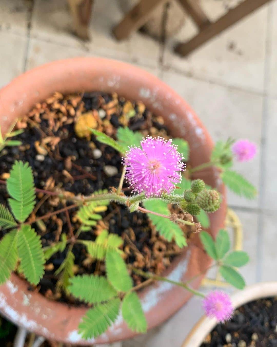 五月女ケイ子のインスタグラム：「トマトの種と思って植えたら、生えてきたのはオジギソウ。ぶじに花が咲きました。photo byはる」