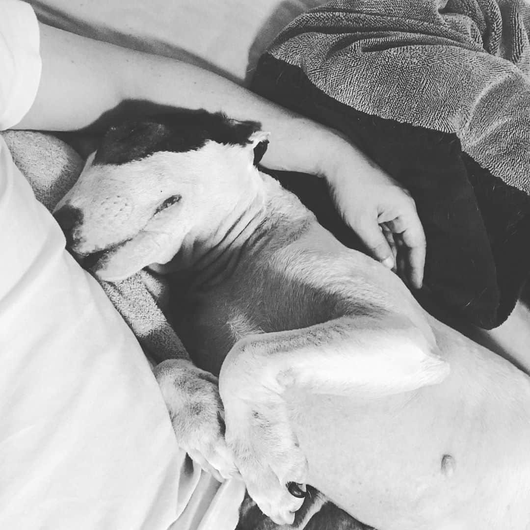 Q太郎さんのインスタグラム写真 - (Q太郎Instagram)「#minituru#bull#terrier#minibullterrier#miniturubullterrier#dog#dogstagram#cute#qtaro#love#family#ミニチュア#ブルテリア#ミニチュアブルテリア#Q太郎」8月29日 15時59分 - qtaro.jun