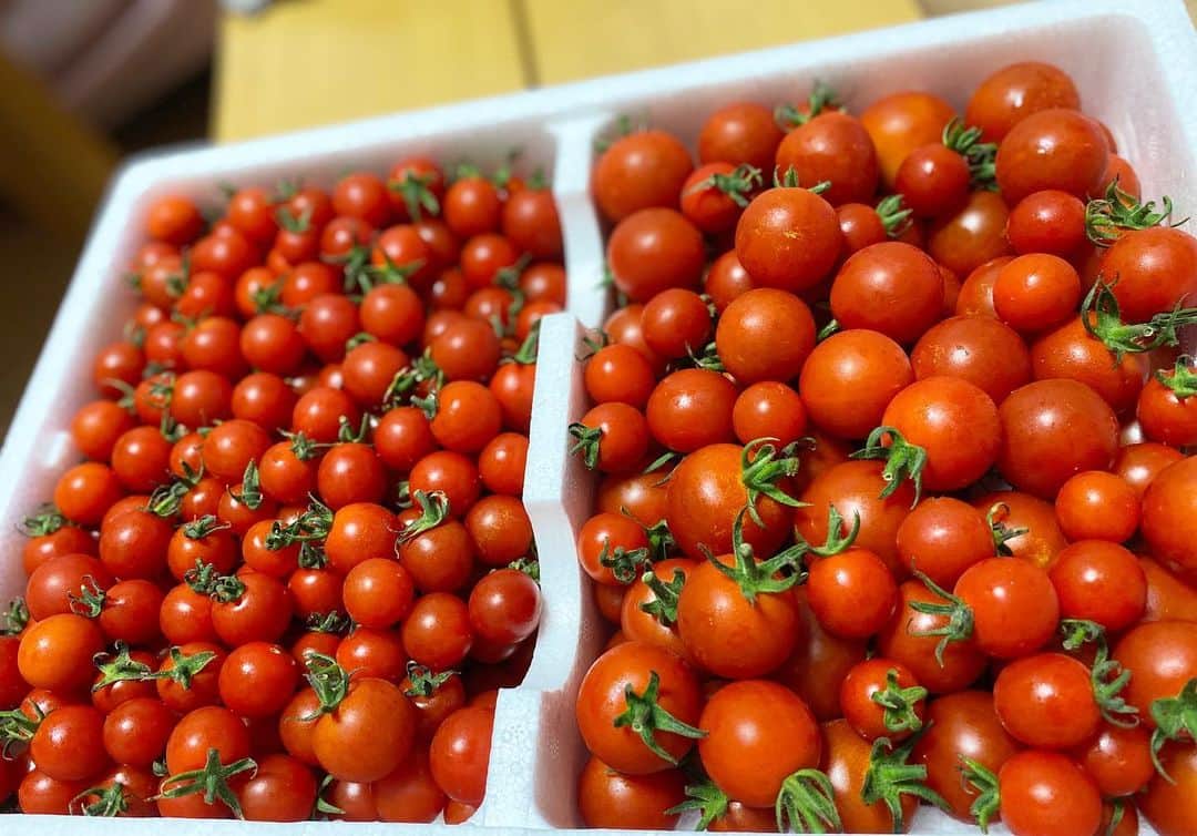 佐野優子のインスタグラム：「. 🍅甘〜いトマト🍅 たくさん頂いたので早速😋 . 食べ始めたら止まらない〜 . 😼写り込んだ😼 . #トマト #ミニトマト  #夏野菜」