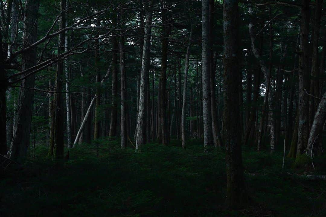 のインスタグラム：「八ヶ岳の森 📷 #山スタグラム #登山 #山 #山登り #outdoor #hiking #mountains」